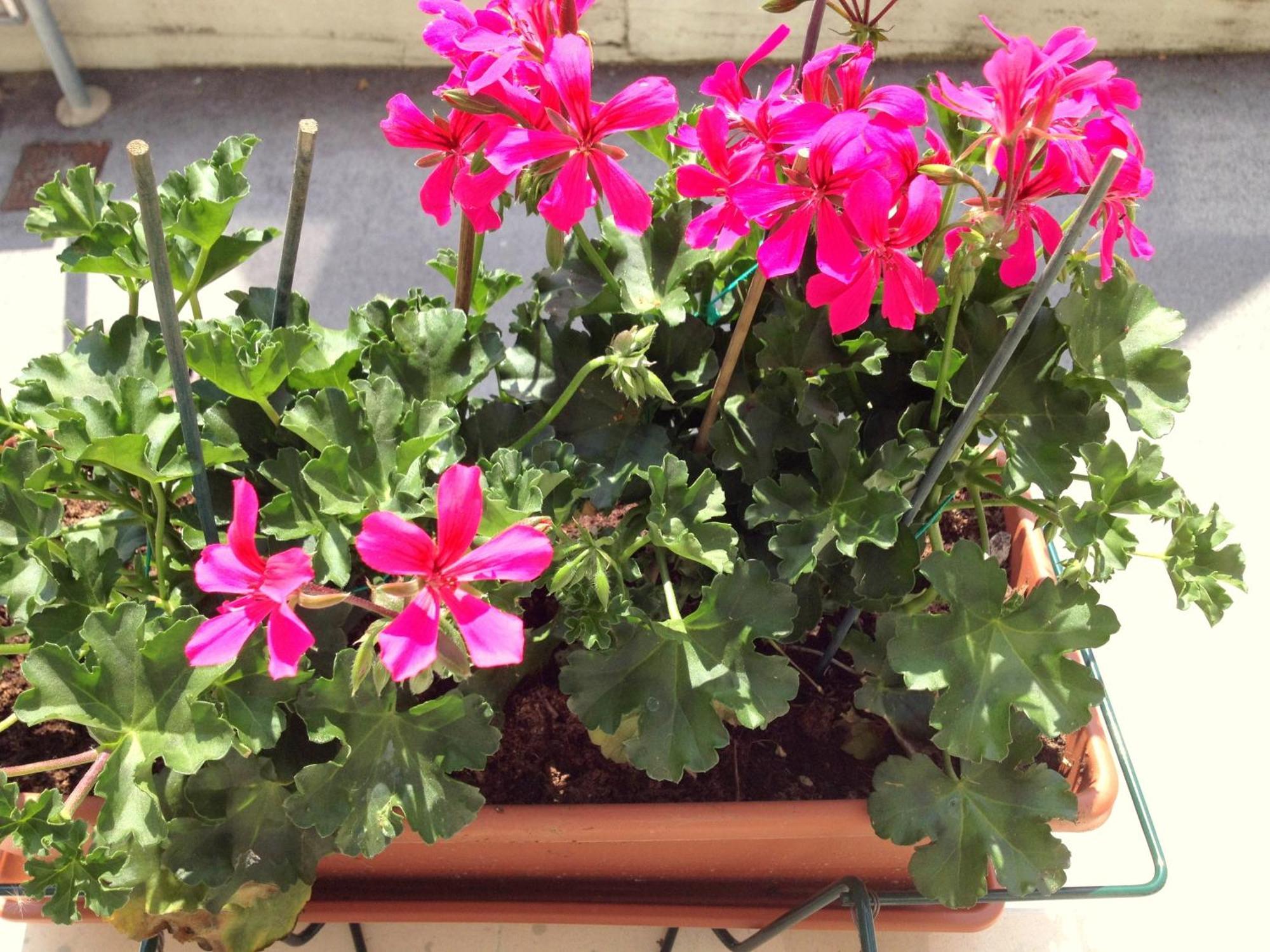 Villanova Mondovì Hotel Villa Cinzia חדר תמונה